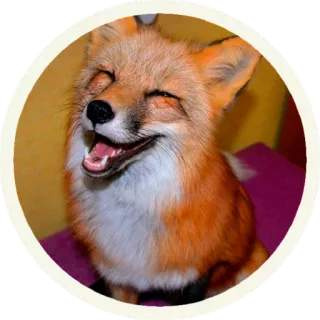 😂 vos, dier, schattig, zoogdier, wildlife telegram sticker