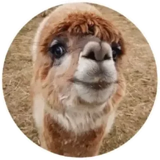 🙃 alpaca, animal, cute, fluffy, llama whatsapp sticker