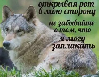 🤡 открывая рот в мою сторону не забывайте о том, что я могу заплакать หมาป่า, สัตว์, มีม, รัสเซีย, คำคม telegram sticker
