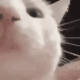 😽 кот, милый, животное, питомец, домашний whatsapp sticker
