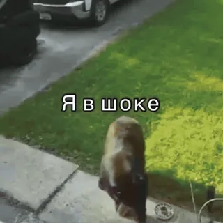 😳 Я в шоке в шоке, медведь, животное, сюрприз, улица, на улице telegram sticker