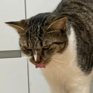 😾 kat, huisdier, dier, schattig, huiselijk, katachtig, likken telegram sticker