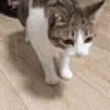 🐱