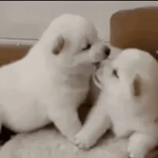 💓 puppy, dogs, animals, cute, white telegram sticker