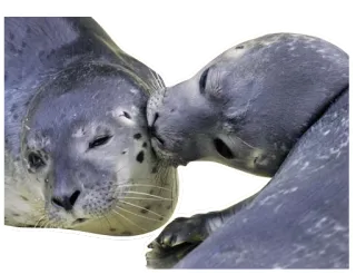 😽 foca, animali, carino, affettuoso, amore telegram sticker
