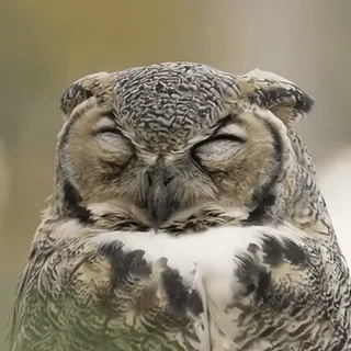 🦉 sowa, ptak, dzika przyroda, natura, zwierzę, śpiący, zamknięte oczy telegram sticker