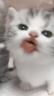 🤍 gatinho, gato, fofo, animal, animal de estimação, animal doméstico telegram sticker