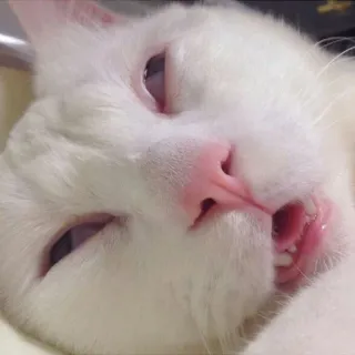 💀 cat, white cat, animal, pet, cute whatsapp sticker