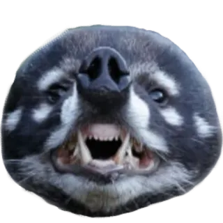 😂 animal, coatí, mamífero, cara, dientes, gruñendo, fauna whatsapp sticker