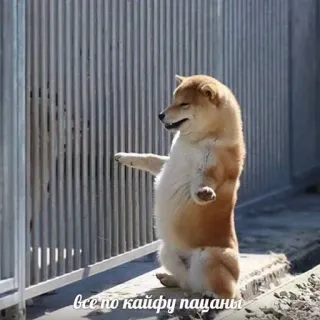 😎 все по кайфу пацаны 개, 시바견, 울타리, 텍스트, 러시아어 telegram sticker