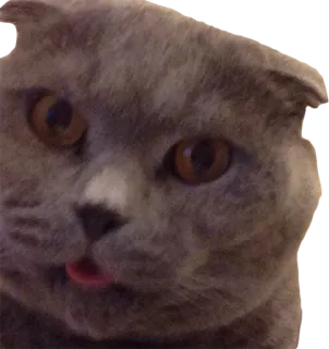 😠 cat, cute, animal, pet, funny, tongue, grey cat telegram sticker