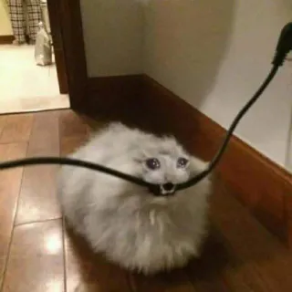 😭 cat, animal, cable, funny, meme telegram sticker