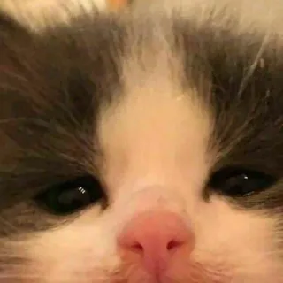 💓 gatto, gattino, animale, carino, animale domestico, felino telegram sticker
