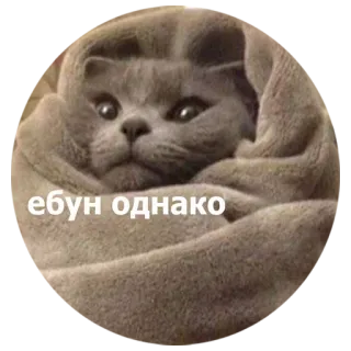 ❄ ебун однако kat, deken, dier, meme whatsapp sticker