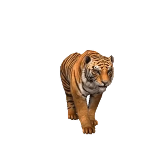 🐯 tiger, animal, cat, wildlife, nature telegram sticker