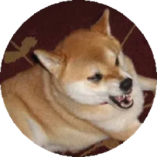 😠 개, 시바견, 화난, 밈, 동물 telegram sticker