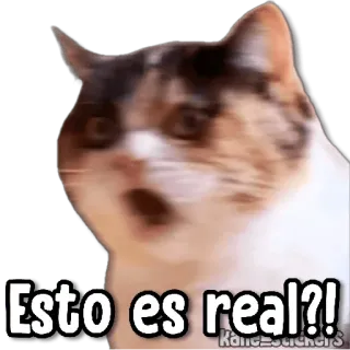 😀 Esto es real?! 猫, 震惊, 惊讶, 梗, 动物 whatsapp sticker