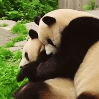 🐼 Panda, Binatang, Lucu, Beruang whatsapp sticker