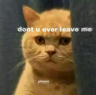 🍬 dont u ever leave me please cat, meme, sad, cute, animal whatsapp sticker