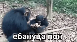 🐒 ебануца пон 원숭이, 침팬지, 유인원, 동물 whatsapp sticker