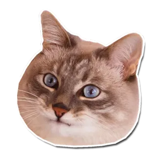 😳 кот, животное, домашнее животное, млекопитающее, кошачий telegram sticker
