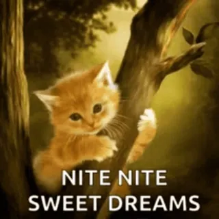 🎆 NITE NITE
SWEET DREAMS kätzchen, katze, gute nacht, süße träume, süß, tiere telegram sticker