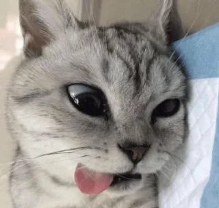 🤪 cat, animal, tongue, funny, cute, meme telegram sticker