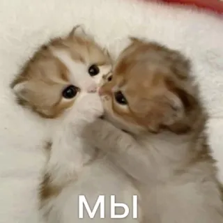 😘 МЫ 子猫, 猫, かわいい, 動物, 一緒, 友情, 愛 whatsapp sticker