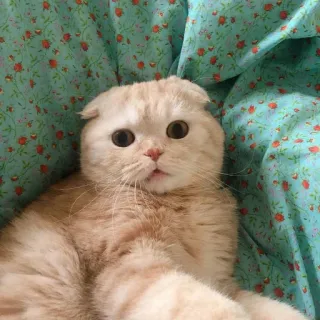 😨 cat, pet, animal, cute, scottish fold, domestic cat telegram sticker