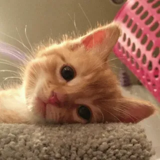 🐈 고양이, 새끼 고양이, 귀여운, 애완 동물, 동물, 생강 telegram sticker