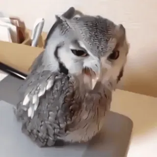 🦉 sowa, ptak, zwierzę, dzika przyroda, natura, ptasi telegram sticker