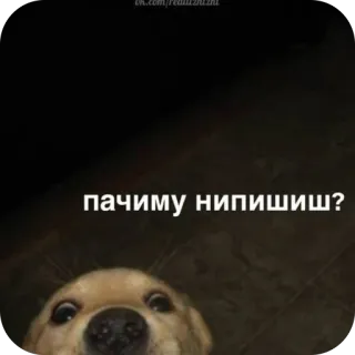 🫥 пачиму нипишиш? dog, puppy, meme, question, funny, animal, pet telegram sticker