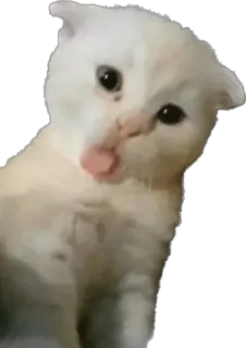 😛 cat, kitten, white cat, animal, pet, cute telegram sticker