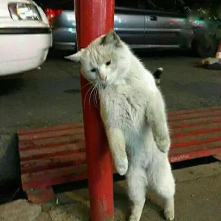 😿 Katze, lehnend, müde, Straße, Pfosten, Tier telegram sticker