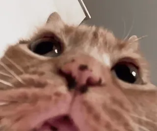 🤐 cat cat, feline, close up, funny, meme, wide angle, animal telegram sticker