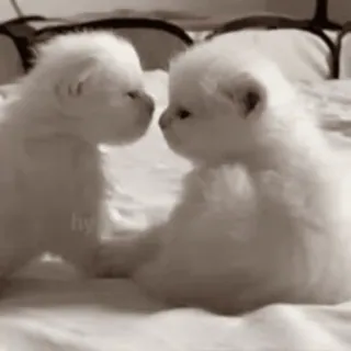 😘 котёнок, кошка, питомец, животное, милый, белый, пушистый telegram sticker