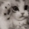 🐱