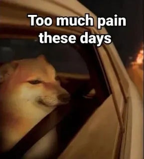 😞 Doge Too much pain these days chien, triste, voiture, mème, émotionnel telegram sticker