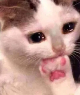 😪 kot, smutny, płaczący, zwierzę, mem whatsapp sticker