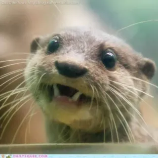 🐾 loutre, animal, mignon, mammifère, faune whatsapp sticker