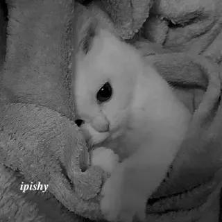 🕸 ipishy 小猫, 猫, 白色, 可爱, 动物, 宠物 telegram sticker