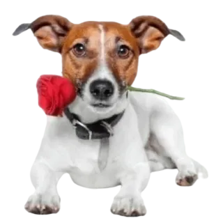 😊 собака, щенок, цветок, роза, милый, животное, питомец telegram sticker