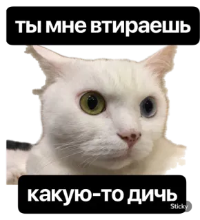 😱 ты мне втираешь какую-то дичь cat, meme, russian, animal, sticker whatsapp sticker