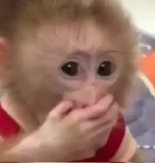 🌟 monkey, animal, cute, primate, shocked, surprised, mammal, wildlife telegram sticker