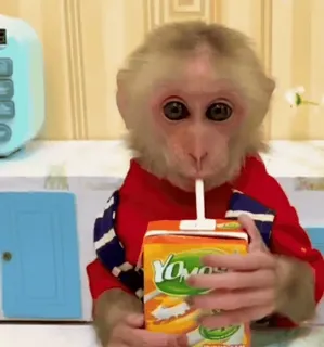 😃 Yomos macaco, suco, bebida, Yomos, animal whatsapp sticker
