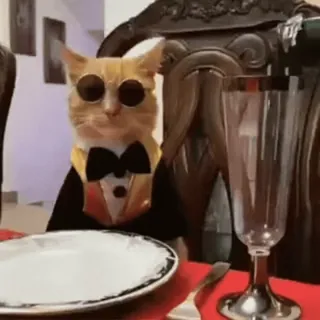 🍷 cat, tuxedo, sunglasses, formal, dinner, table telegram sticker