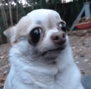 🥺 dog, chihuahua, animal, pet, cute, meme, funny telegram sticker