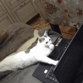 🍣 猫, ノートパソコン, 動物, コンピュータ, ペット, タイピング, 家畜 telegram sticker