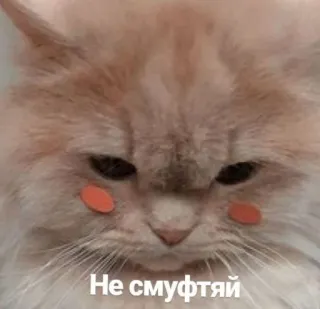 🥰 Не смуфтяй แมว, น่ารัก, สติกเกอร์, สัตว์เลี้ยง, สัตว์ whatsapp sticker