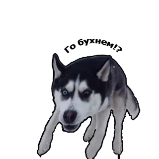 🍻 husky, dog, pet, animal, snow, winter whatsapp sticker